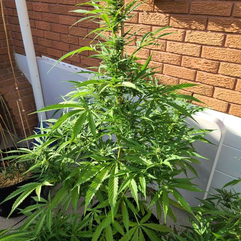 FB 2 growlog timeline photo