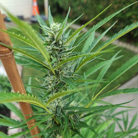 FB 1 growlog timeline photo