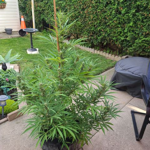 FB 1 growlog timeline photo