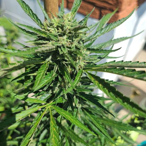 FB 3 growlog timeline photo