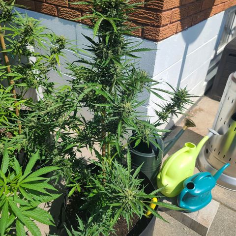 FB 3 growlog timeline photo