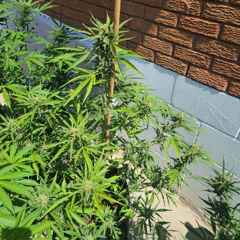 FB 4 growlog timeline photo