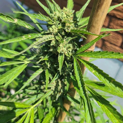 FB 4 growlog timeline photo