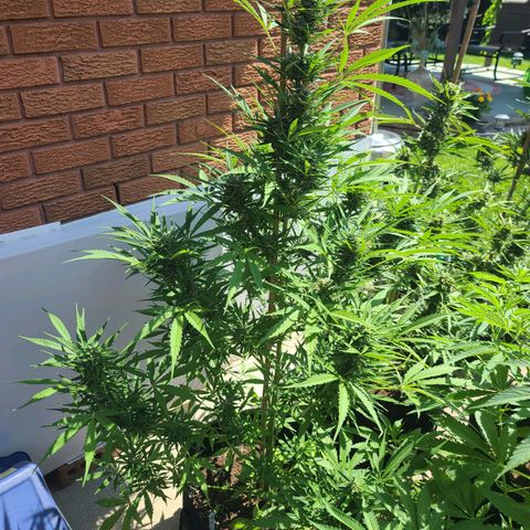 FB 2 growlog timeline photo