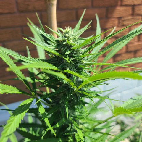 FB 2 growlog timeline photo