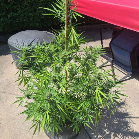 FB 1 growlog timeline photo