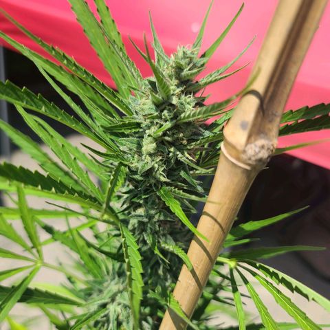 FB 1 growlog timeline photo