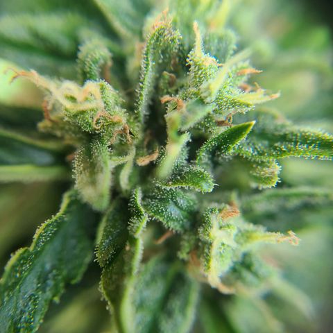FB 2 growlog timeline photo