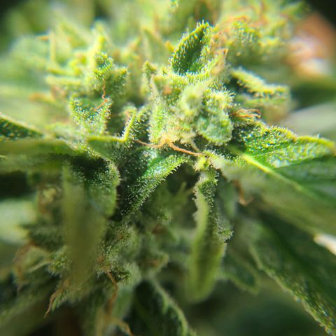 FB 2 growlog timeline photo