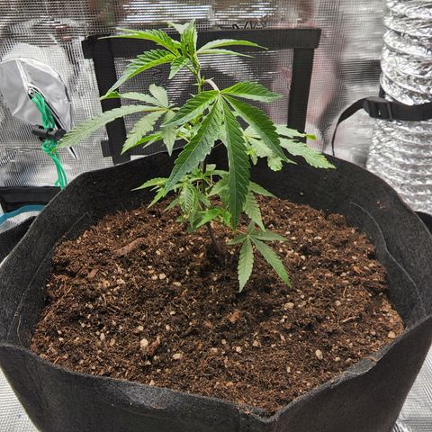 Bakers Man  growlog timeline photo
