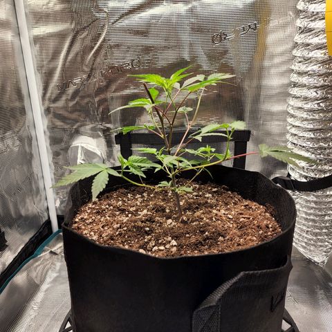 Bakers Man  growlog timeline photo
