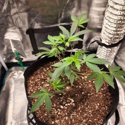 Bakers Man  growlog timeline photo