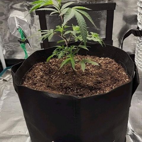 Bakers Man  growlog timeline photo