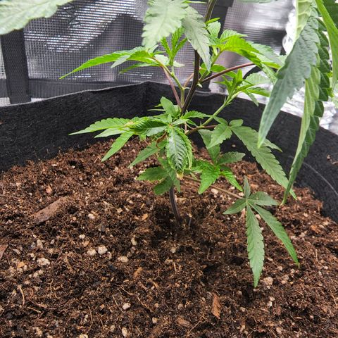 Bakers Man  growlog timeline photo
