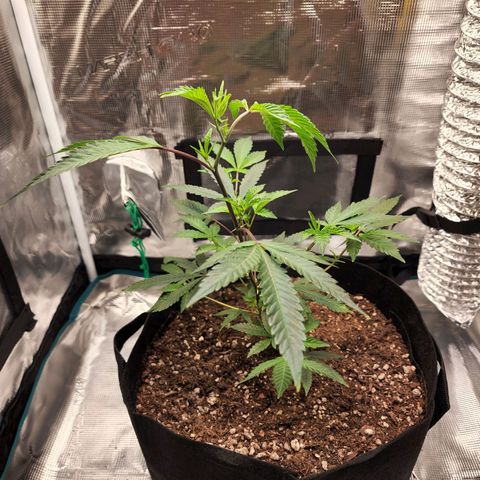 Bakers Man  growlog timeline photo