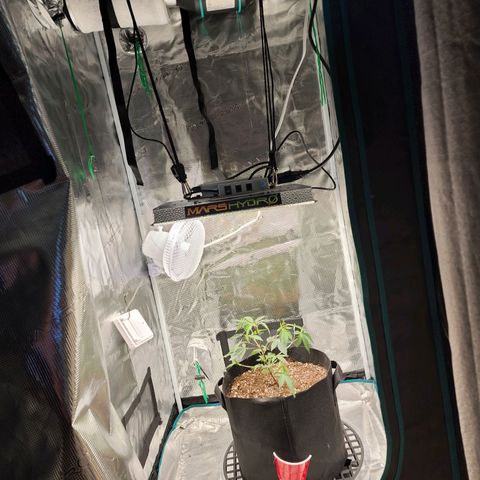 Bakers Man  growlog photo: Moved ventilation inside tent 
