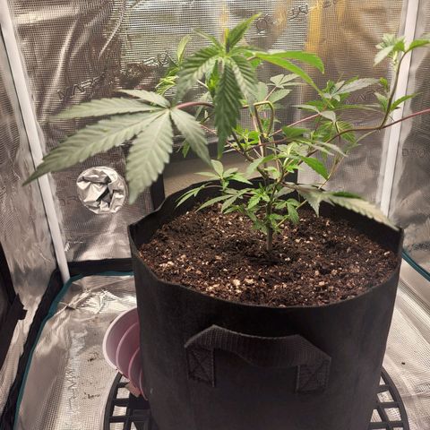 Bakers Man  growlog timeline photo