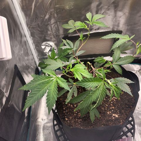 Bakers Man  growlog timeline photo
