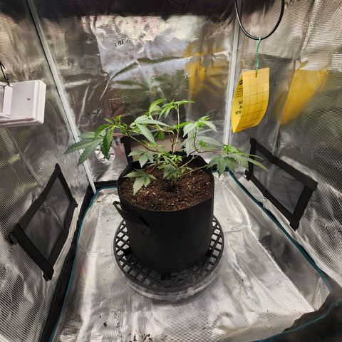 Bakers Man  growlog timeline photo
