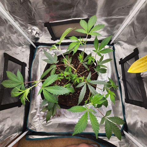 Bakers Man  growlog timeline photo