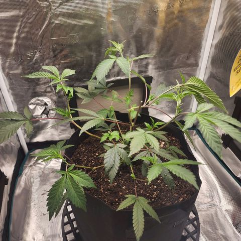 Bakers Man  growlog timeline photo