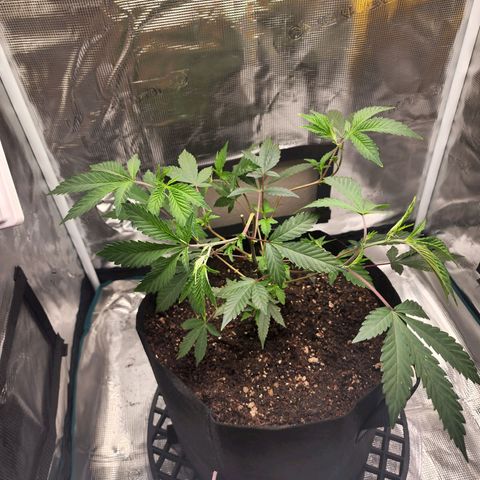 Bakers Man  growlog timeline photo
