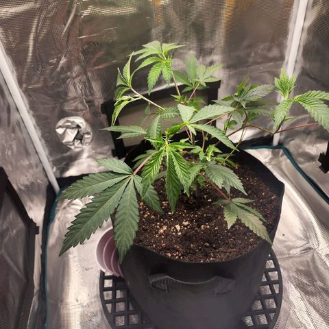 Bakers Man  growlog timeline photo