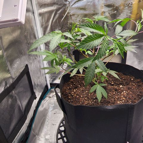Bakers Man  growlog timeline photo