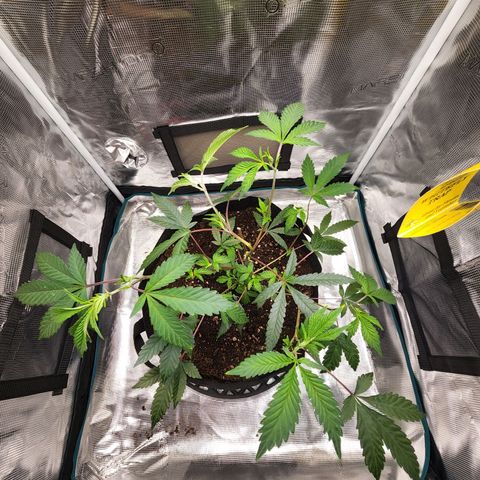 Bakers Man  growlog timeline photo