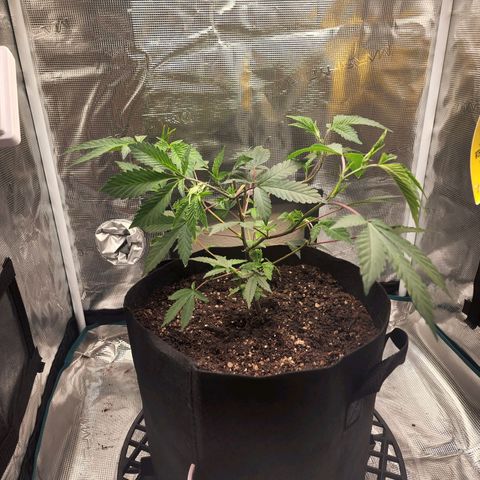 Bakers Man  growlog timeline photo