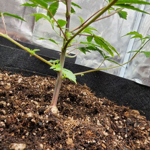 Bakers Man  growlog photo: Watered plant .. let a couple branches and super cropped 1 branch ..looking healthy 