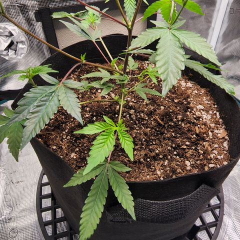 Bakers Man  growlog photo: Watered plant .. let a couple branches and super cropped 1 branch ..looking healthy 