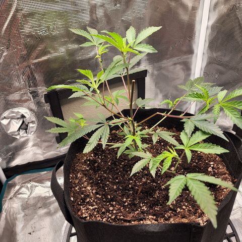 Bakers Man  growlog photo: Watered plant .. let a couple branches and super cropped 1 branch ..looking healthy 