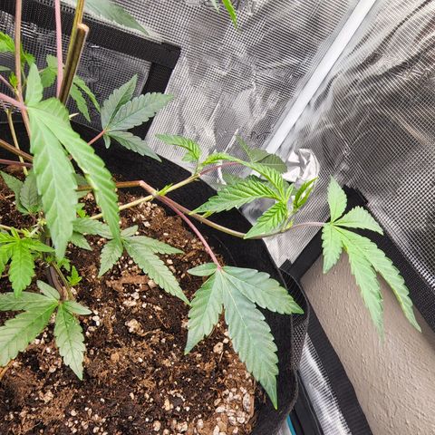 Bakers Man  growlog photo: Watered plant .. let a couple branches and super cropped 1 branch ..looking healthy 