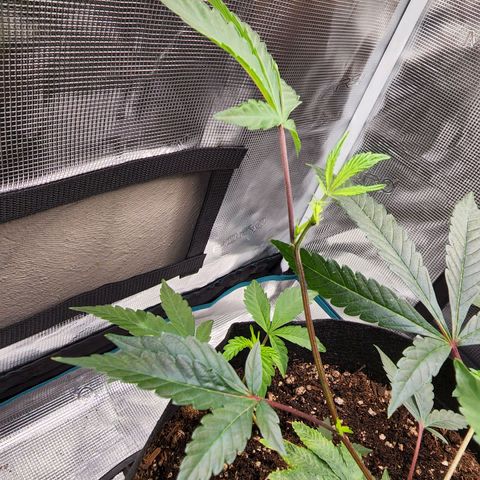 Bakers Man  growlog photo: Watered plant .. let a couple branches and super cropped 1 branch ..looking healthy 