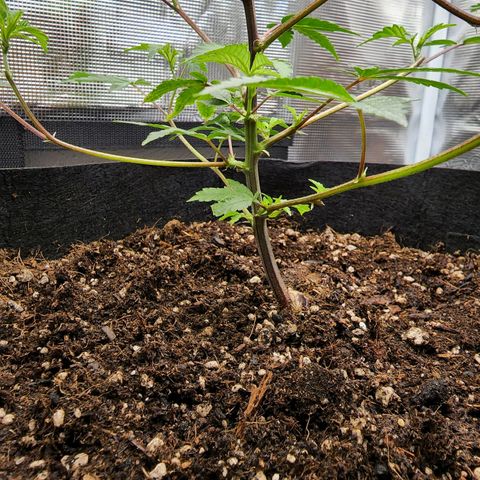 Bakers Man  growlog photo: Watered plant .. let a couple branches and super cropped 1 branch ..looking healthy 