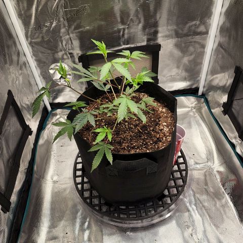 Bakers Man  growlog photo: Watered plant .. let a couple branches and super cropped 1 branch ..looking healthy 
