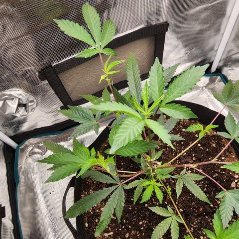 Bakers Man  growlog photo: Watered plant .. let a couple branches and super cropped 1 branch ..looking healthy 