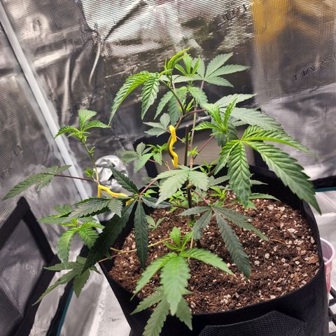 Bakers Man  growlog photo: Watered plant .. let a couple branches and super cropped 1 branch ..looking healthy 