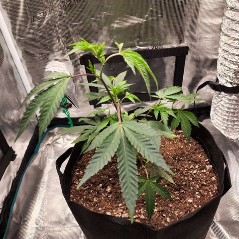 Bakers Man  growlog photo: Topped tree .. looks healthy 
