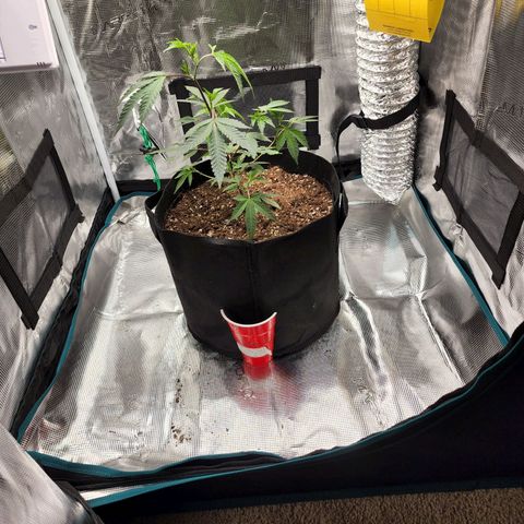 Bakers Man  growlog photo: Topped tree .. looks healthy 