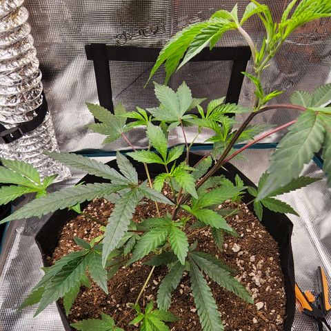 Bakers Man  growlog photo: Topped tree .. looks healthy 