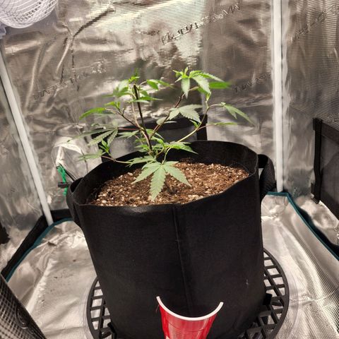 Bakers Man  growlog photo: Topped tree .. looks healthy 