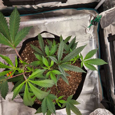 Bakers Man  growlog photo: Topped tree .. looks healthy 