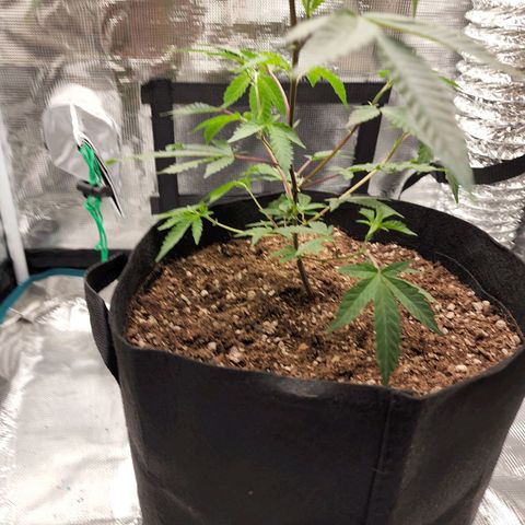 Bakers Man  growlog photo: Topped tree .. looks healthy 