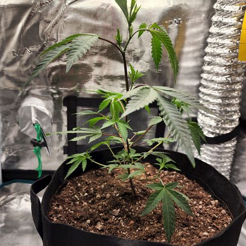 Bakers Man  growlog photo: Topped tree .. looks healthy 