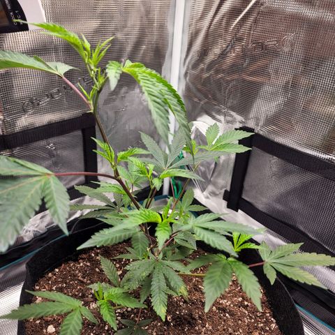 Bakers Man  growlog photo: Topped tree .. looks healthy 