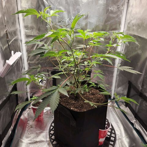 Bakers Man  growlog photo: Raised the light 3 inches 