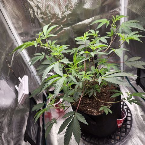 Bakers Man  growlog photo: Raised the light 3 inches 