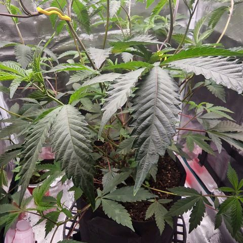 Bakers Man  growlog photo: Need to water more often ... run off was 6.5 ph 